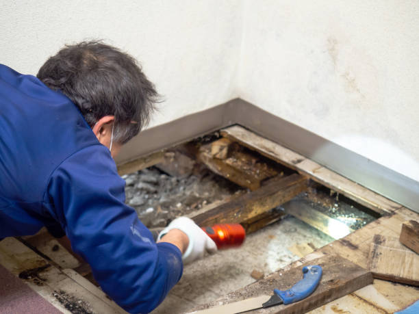 Best Post-Flood Mold Remediation in Marbury, AL