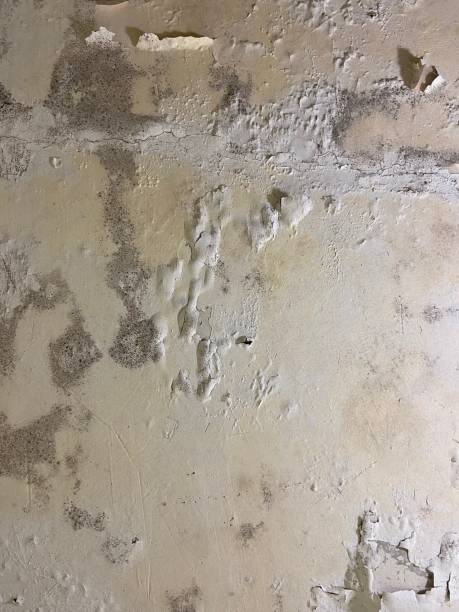 Best Residential Mold Remediation in Marbury, AL