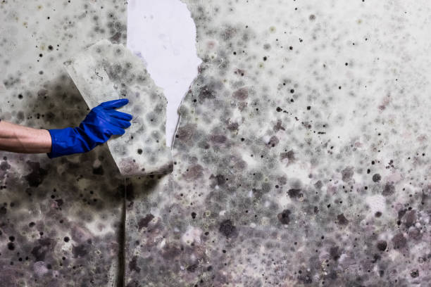 Best Commercial Mold Remediation in Marbury, AL